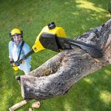 Best Lawn Renovation and Restoration  in Mount Airy, GA